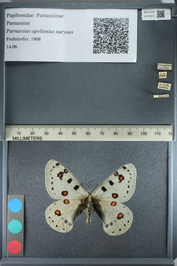 Media type: image;   Entomology 174215
